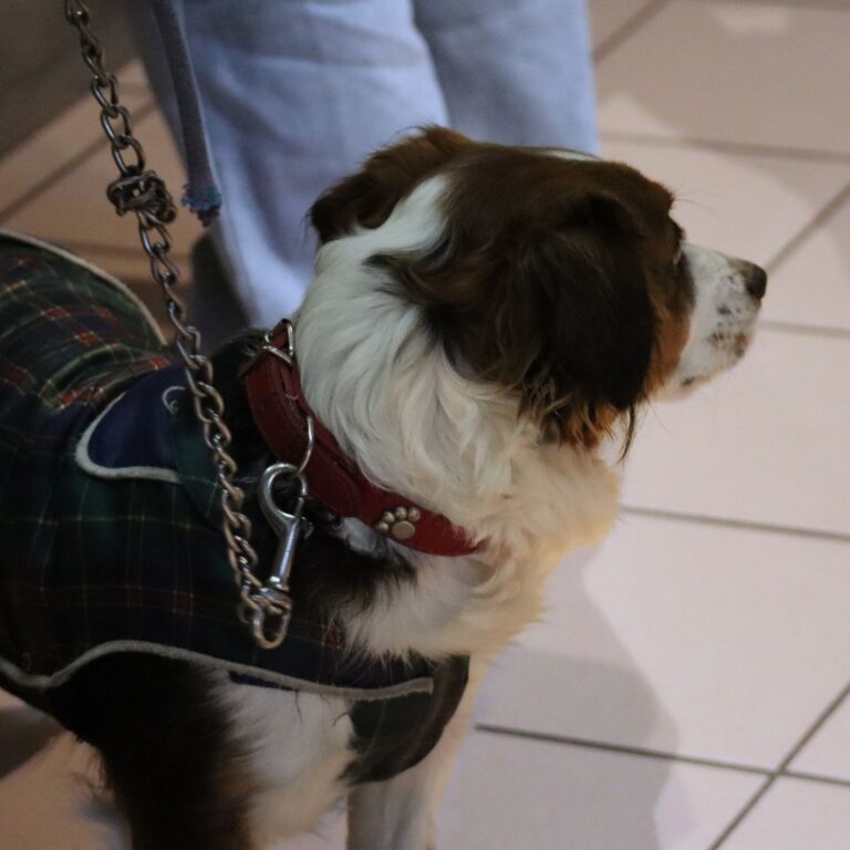 Description visuelle de l'image