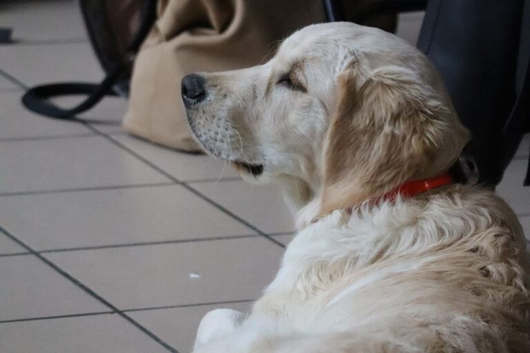 Description visuelle de l'image