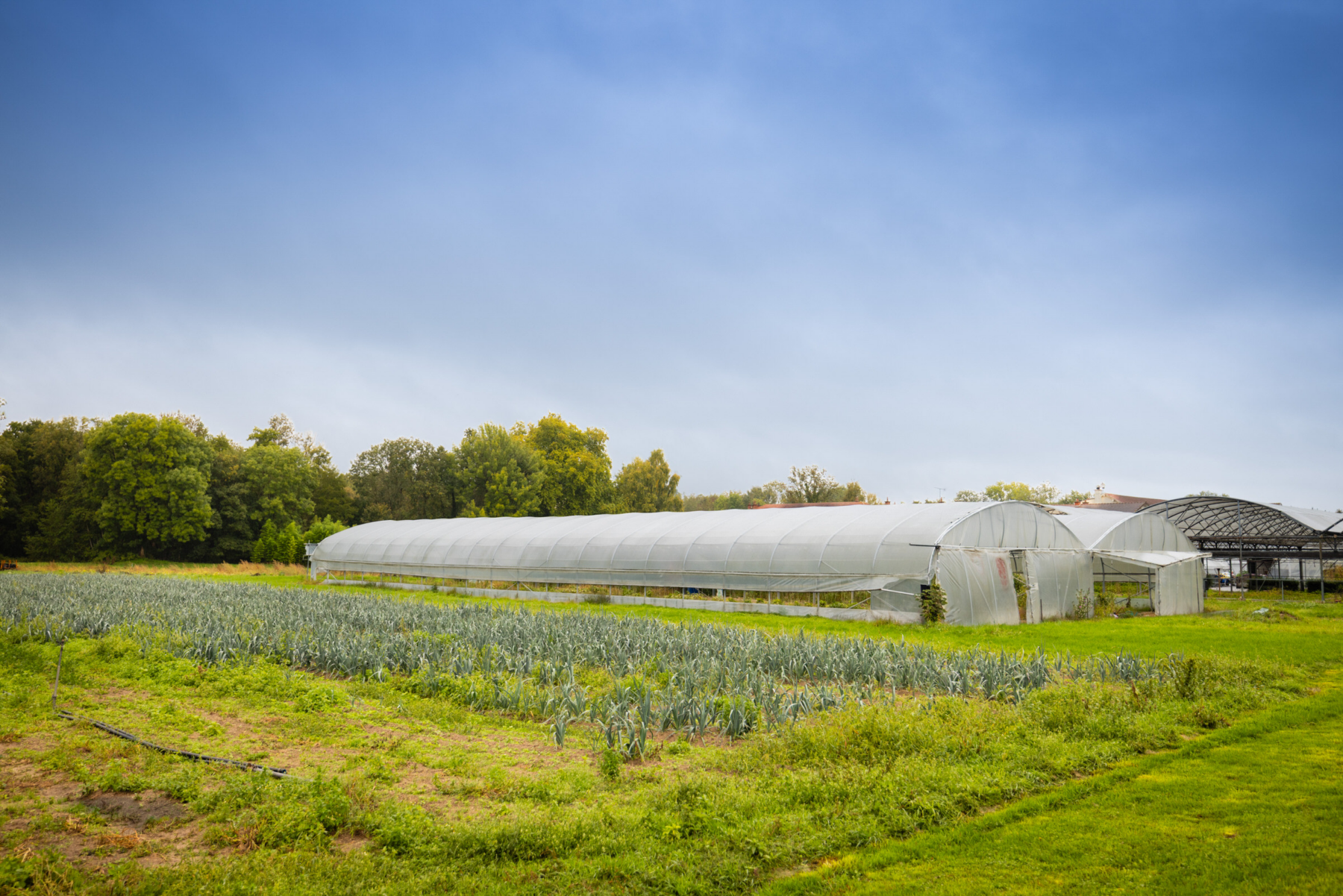 Description visuelle de l'image