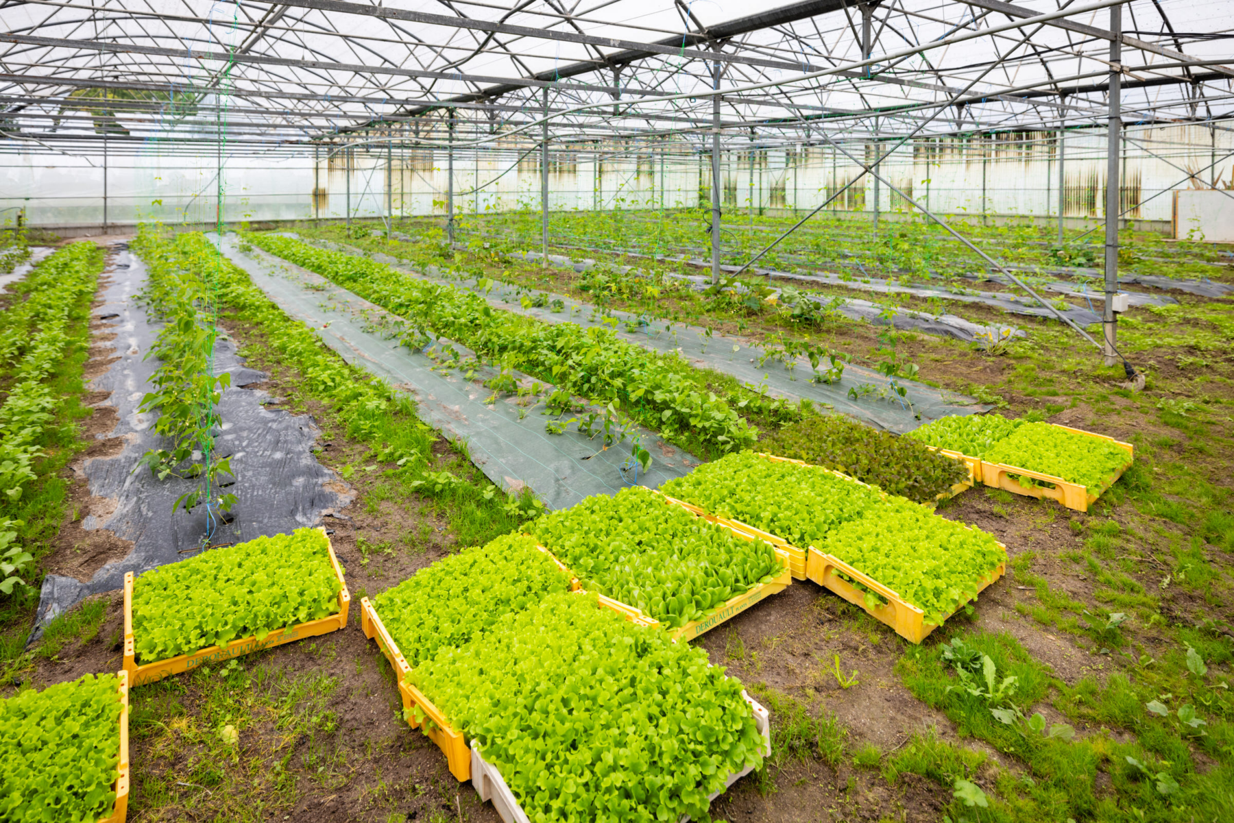 Description visuelle de l'image