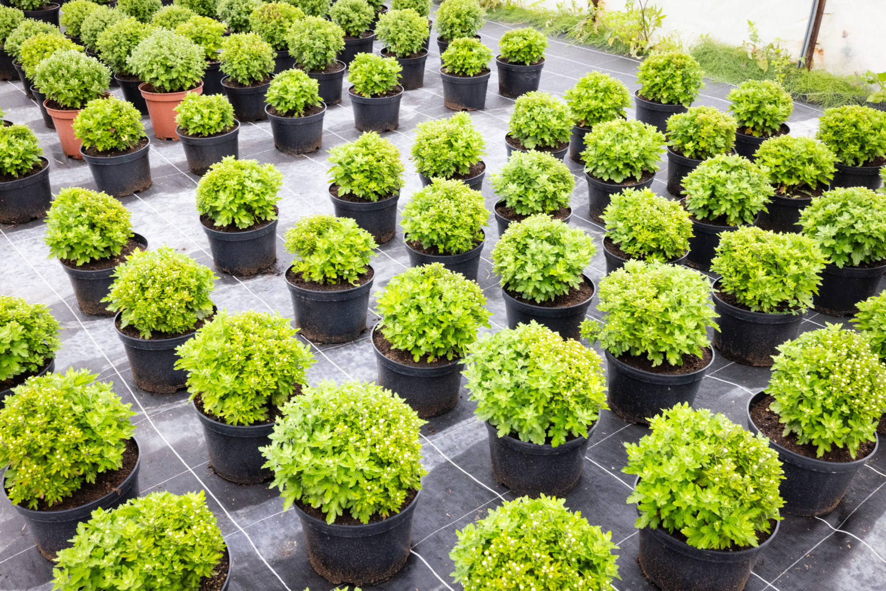 Description visuelle de l'image