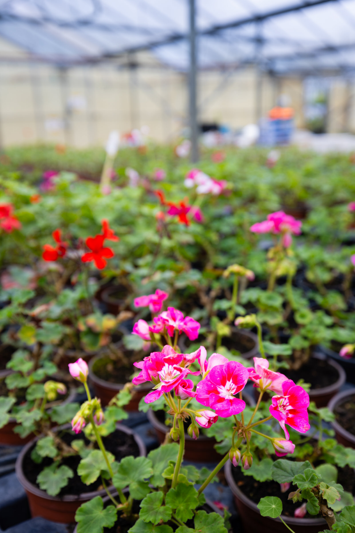 Description visuelle de l'image